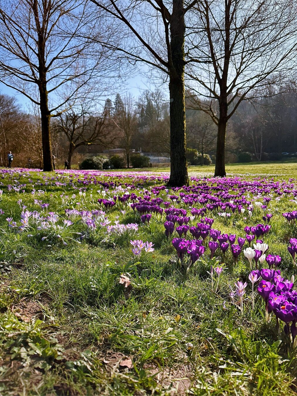 crocuses in baden-baden
